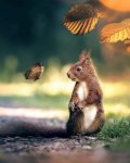 squirrel and butterfly.jpg