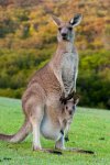 Kangaroo.jpg