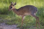 male Dik DIk.jpg