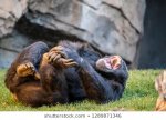 charming-chimpanzee-laugh-closed-park-260nw-1289871346.jpg