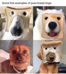 pure bread dogs.jpg