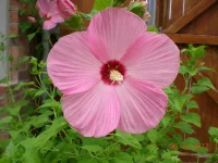 Hibiscus (2).webp