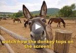 watch how the donkey taps on the screen.jpg