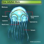 Jellyfish.jpg