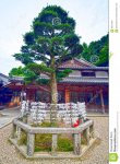 shinto-shrine-tree-osaka-japan-95911234.jpg