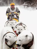 IditarodBears01.webp