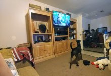 Betty barking TV set322.jpg