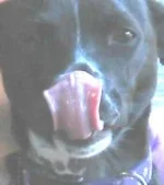 The tongue crop.webp