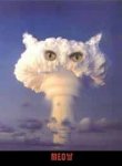 atomic cat.jpeg