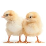 quick-chick-chickens.jpg