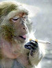 monkeysmoking4.png