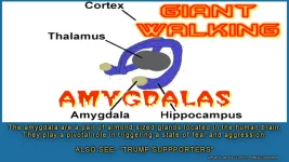 Amygdala1.webp