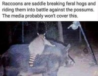 feral hogs racoons.jpg