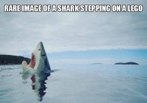 shark lego.jpg