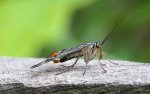 800px-Skorpionsfliege_Panorpa_communis_male_full.jpg