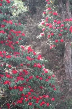 Rhododendrums.webp