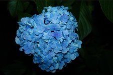 Hydrangea bloom-1.jpg