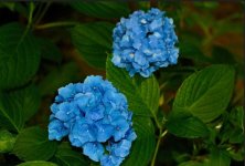 Hydrangea bloom-2.jpg