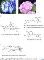 Hydrangea Al complex-2.jpg