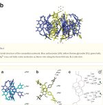 Commeliinin complex.jpg