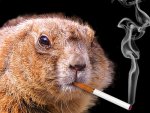 smokin_beaver.jpg