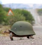 turtle in helmet.jpg