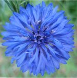 Blur cornflower (Centaurea cyanus.jpg