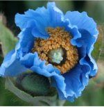 Himalayan blue poppy (Meconopsis grandis).jpg