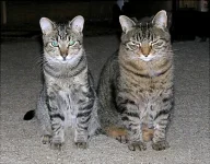 TheBoys.webp