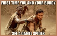 CamelSpider.jpg