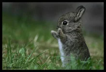 cute-bunny-2245r60.webp