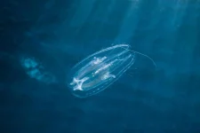 comb jelly.webp