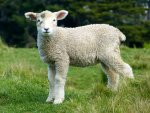 baby-sheep.jpg