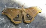 Polyphemus Moth.jpg