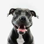 pitbull-dog-portrait-with-human-expression.jpg