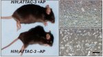 senescence_modification.jpg senescence_modification.jpg
