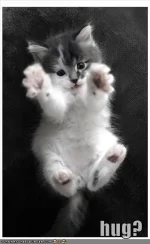 kitty hug.webp