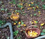 chantarelles_07232013 - Copy.jpg chantarelles_07232013 - Copy.jpg