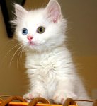 220px-Turkish_Van_Cat.jpg