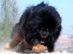 tibetan-mastiff-dog.jpg