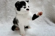 kitler-new2.webp
