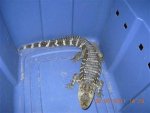 pet%20alligator%20seized-1205213961_v2_grid-6x2.jpg pet%20alligator%20seized-1205213961_v2_grid-6x2.jpg