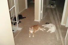 3MEOWSLANDING5.webp