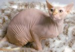 Hairless-Cat2.jpg