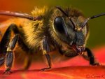 BeesMag3.jpg BeesMag3.jpg
