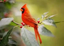 1731699085670.webp