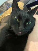 Bugsy Tongue.webp