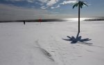 snow-palm-tree_2477273k.jpg