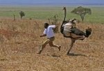 ostrich 2.jpg