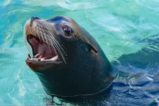 sea-lion-3054045_1920-460813201.webp